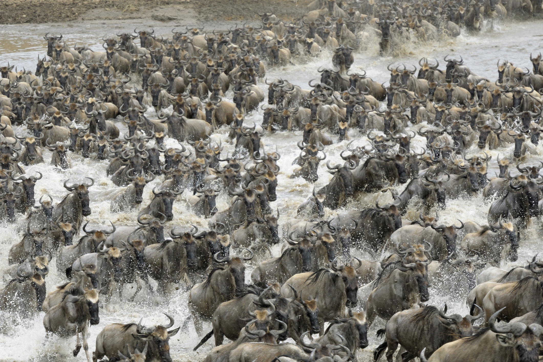 Witness the Wildebeest and Zebra Migration in the Serengeti National Park this coming season